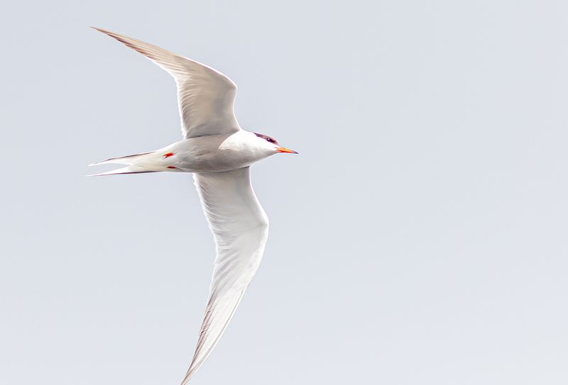 Fisktärna / Common Tern