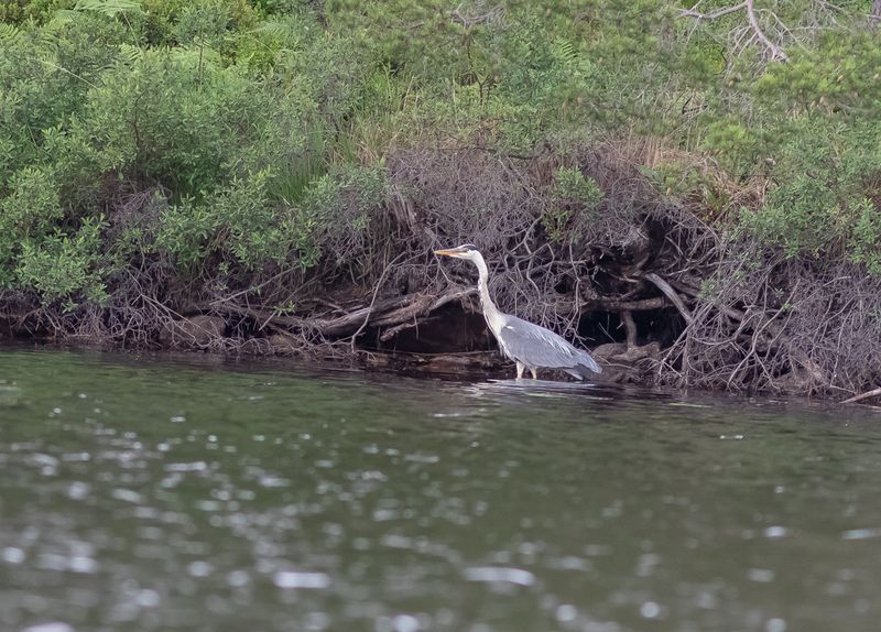 Gråhäger / Grey Heron