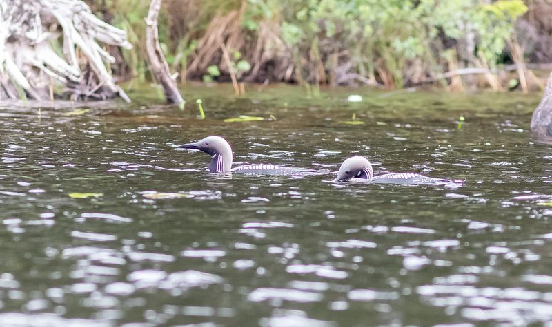 Storlom / Black-throated Loon