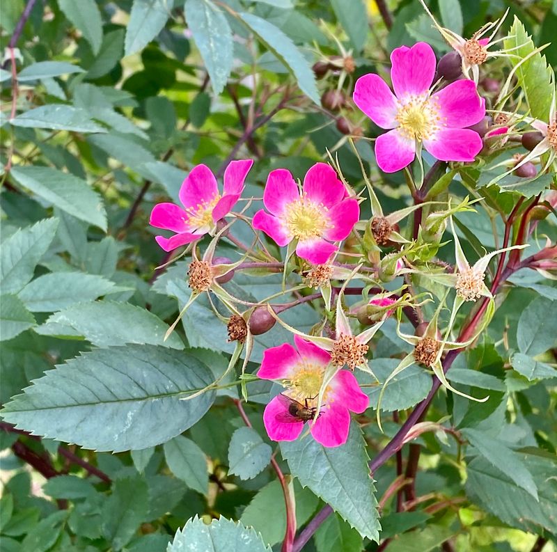 BLOMMOR & VÄXTER / FLOWERS & PLANTS