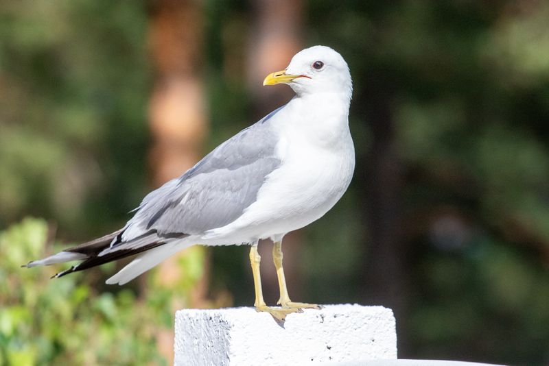 Fiskms / Mew Gull