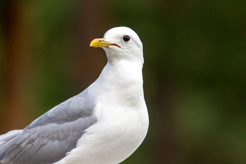 Fiskms / Mew Gull