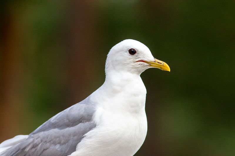 Fiskmås / Mew Gull