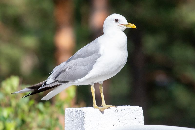 Fiskmås / Mew Gull