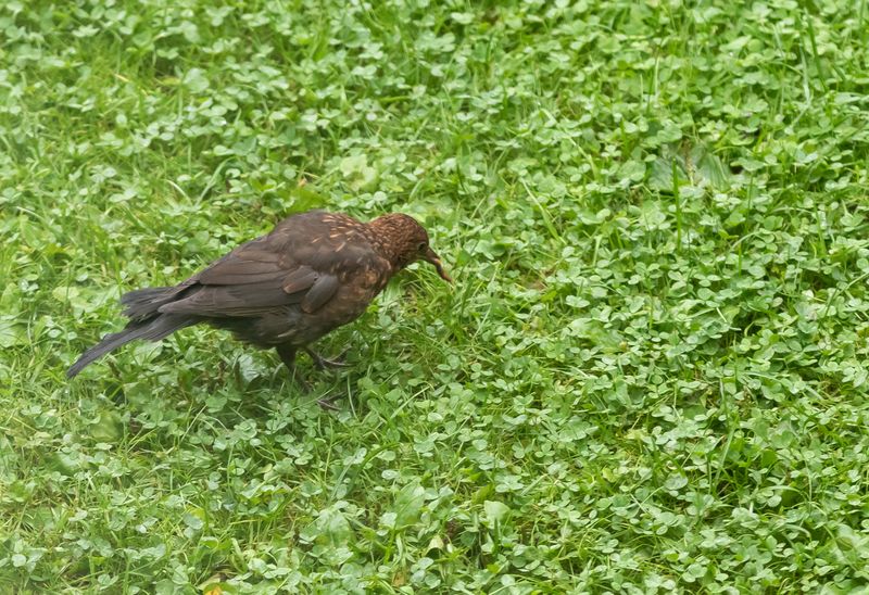 Koltrast / Common Blackbird