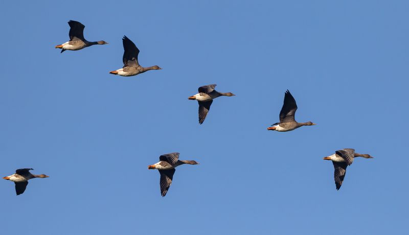 Skogsgås/ Skogssädgås/ Bean Goose/Fabilis