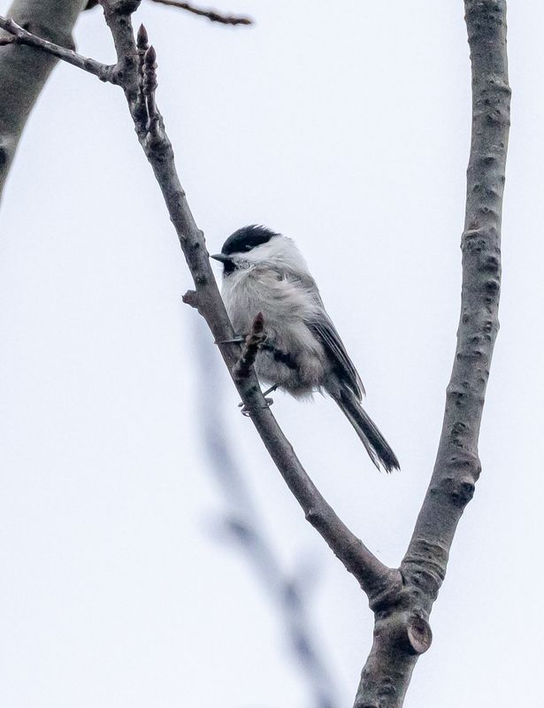 Talltita / Willow Tit