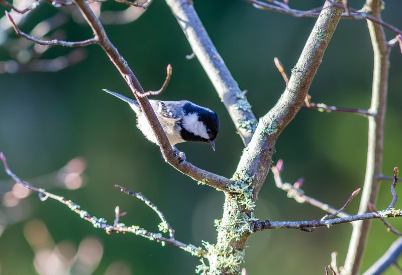 Svartmes / Coal Tit