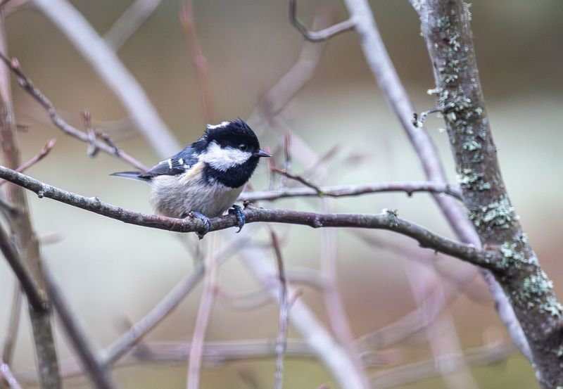 Svartmes / Coal Tit