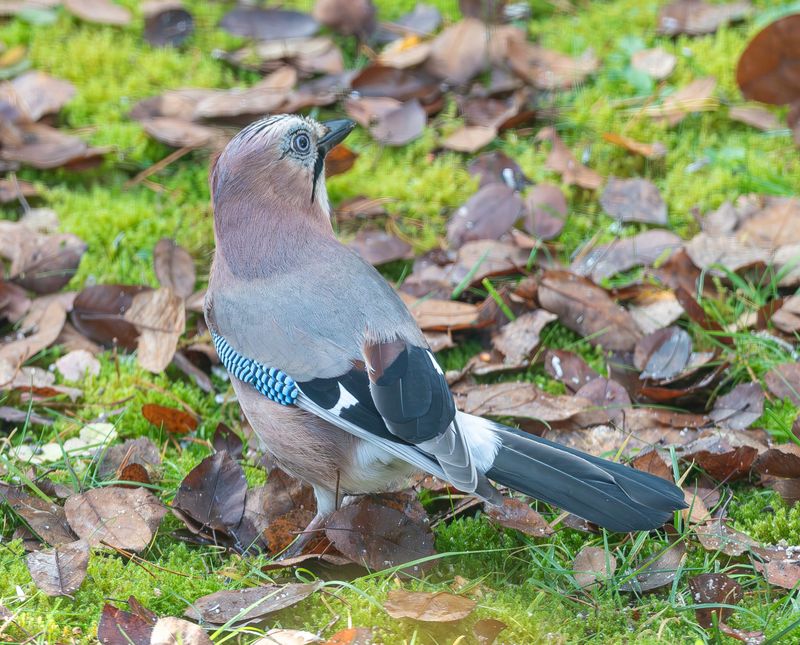 Ntskrika / Eurasian Jay