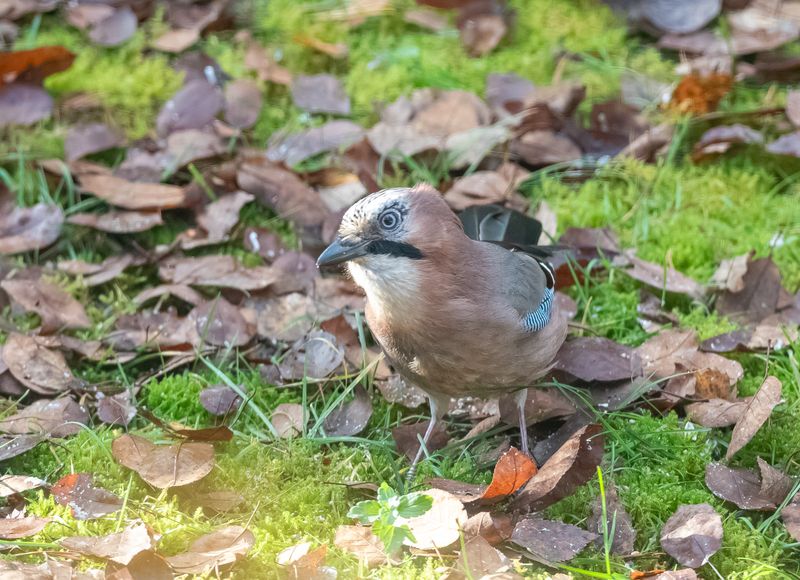 Nötskrika / Eurasian Jay