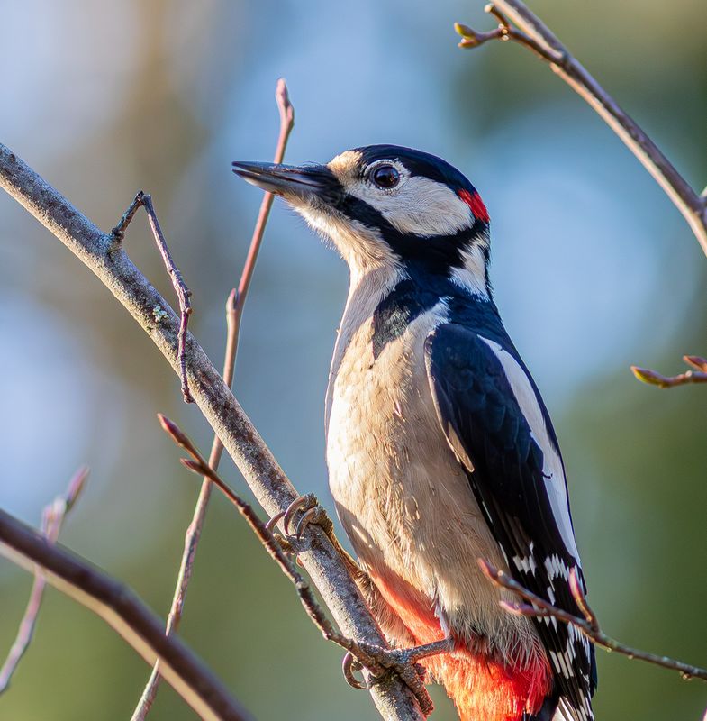 Större hackspett / Great Spotted Woodpecker