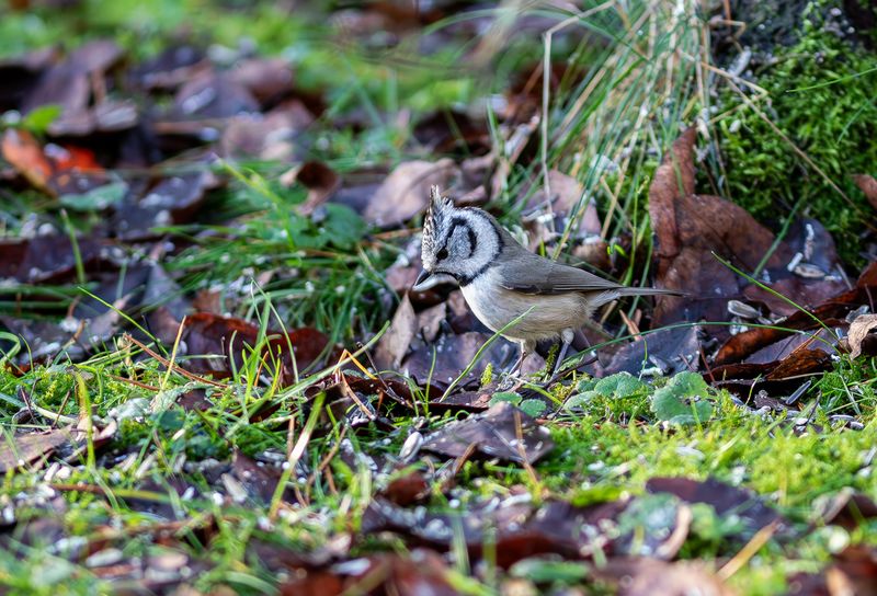 Tofsmes / Crested Tit