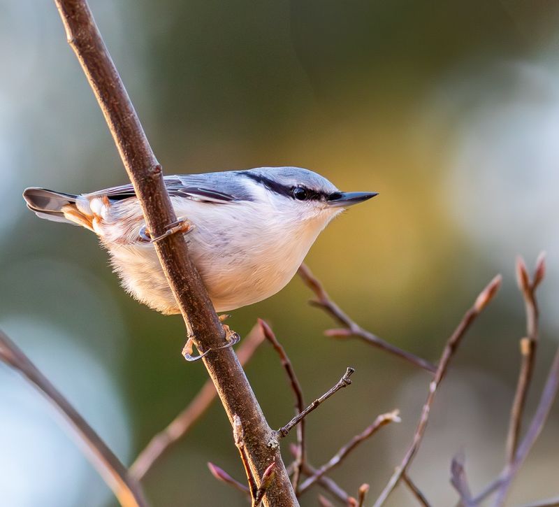 Ntvcka / Eurasian Nuthatch