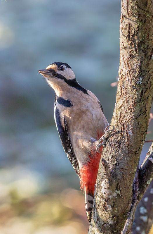 Strre hackspett / Great Spotted Woodpecker