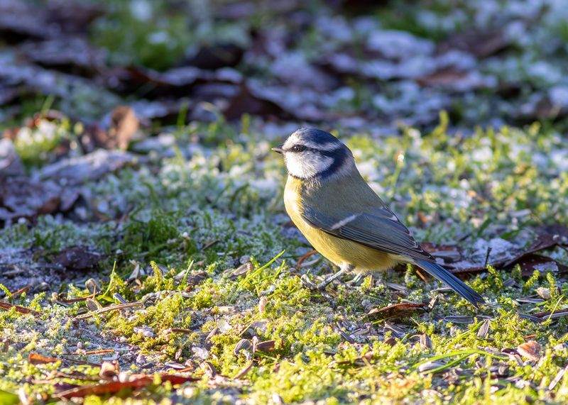 Blmes / Blue Tit