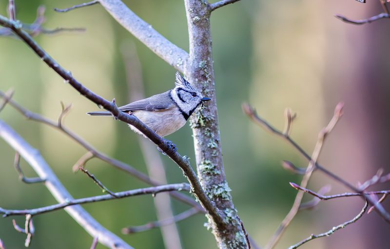 Tofsmes / Crested Tit