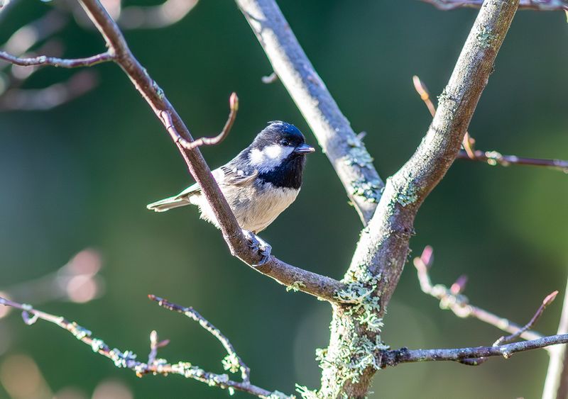 Svartmes / Coal Tit