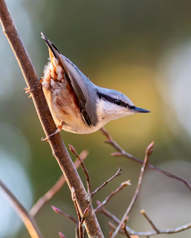 Nötväcka / Eurasian Nuthatch