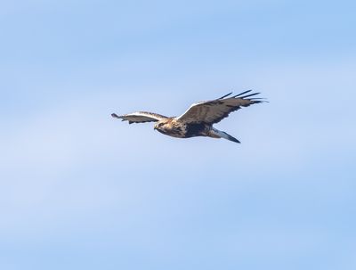Fjllvrk / Rough-legged buzzard