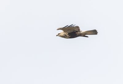 Fjllvrk / Rough-legged buzzard