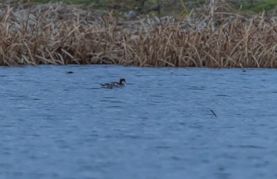 Alfgel / Long-tailed duck