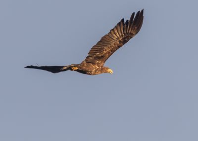 Havsörn / White-tailed Eagle