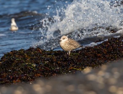 Grtrut / Herring Gull