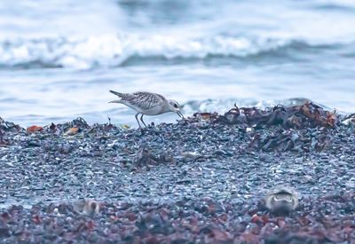 Kustpipare / Grey plover