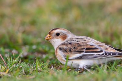 Snsparv / Snowbunting
