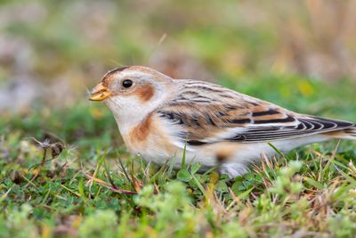 Snsparv / Snowbunting