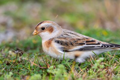 Snsparv / Snowbunting