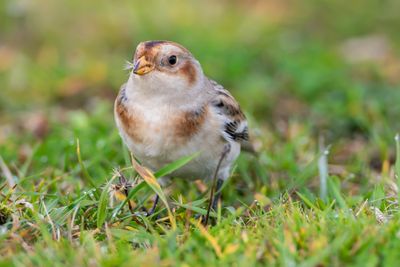 Snsparv / Snowbunting
