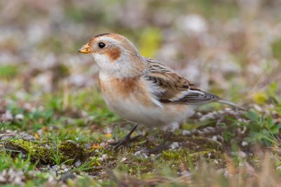 Snsparv / Snowbunting