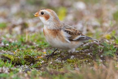 Snsparv / Snowbunting