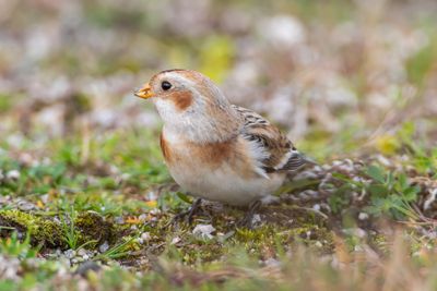 Snsparv / Snowbunting