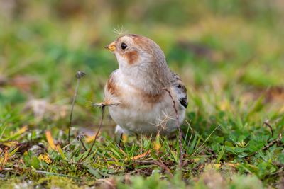 Snsparv / Snowbunting
