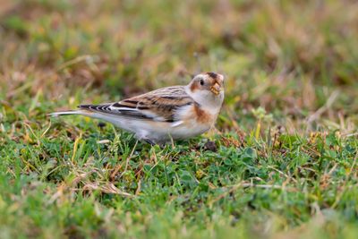 Snsparv / Snowbunting