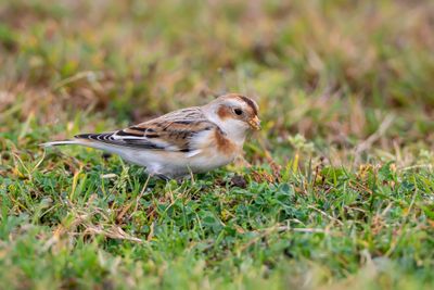 Snsparv / Snowbunting