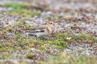 Snsparv / Snowbunting