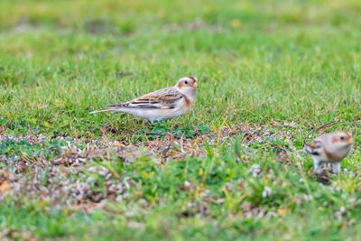Snsparv / Snowbunting