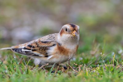 Snsparv / Snow Bunting