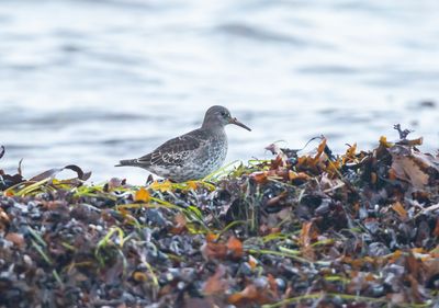 Skrsnppa / Purple Sandpiper