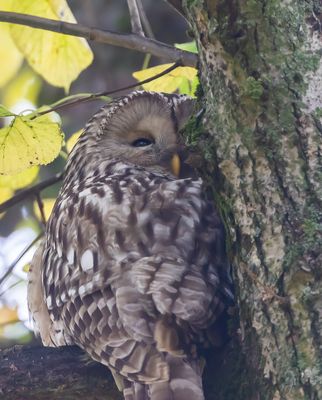 Slaguggla / Ural Owl