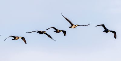 Storskarv / Great Cormorant