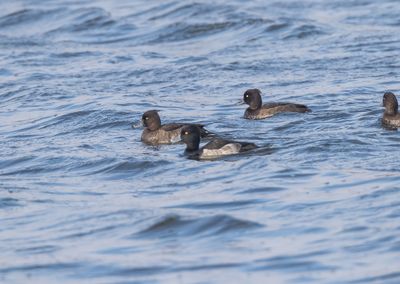 Vigg / Tufted Duck / Male and female
