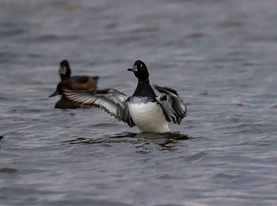 Vigg / Tufted duck