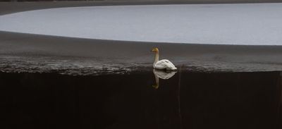 Sngsvan / Whooper Swan