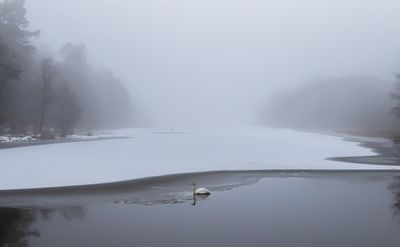Sångsvan vid Sätten