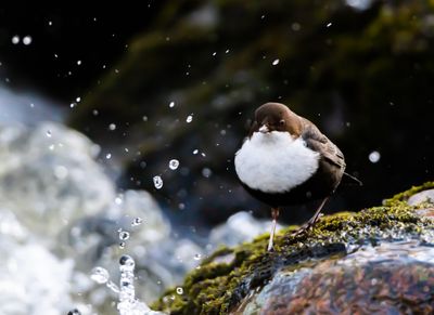 Strömstare / White-throated Dipper